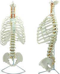 Amazon.co.jp: 教育モデル医療用人間の脊椎胸椎構造モデル曲げ可能な1：1脊椎と骨盤胸骨モデル医療教育用、医療モデル : 産業・研究開発用品