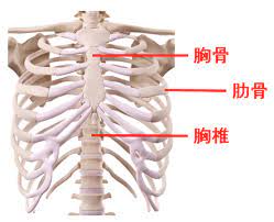 腰痛と胸郭可動性の関係性、胸郭のストレッチについて | アレックス脊椎クリニック